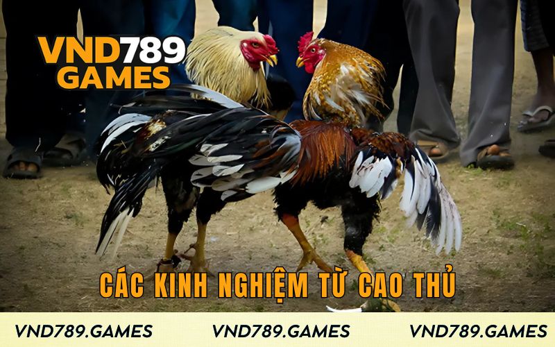 Các kinh nghiệm từ cao thủ