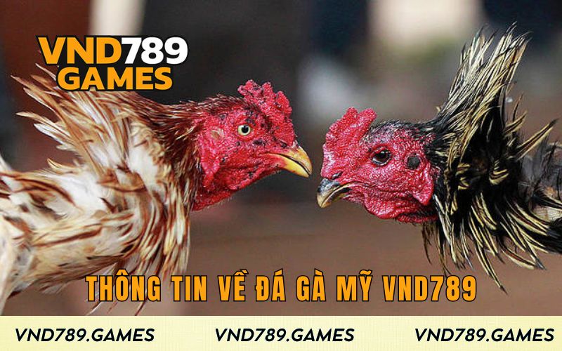 Thông tin về đá gà Mỹ VND789